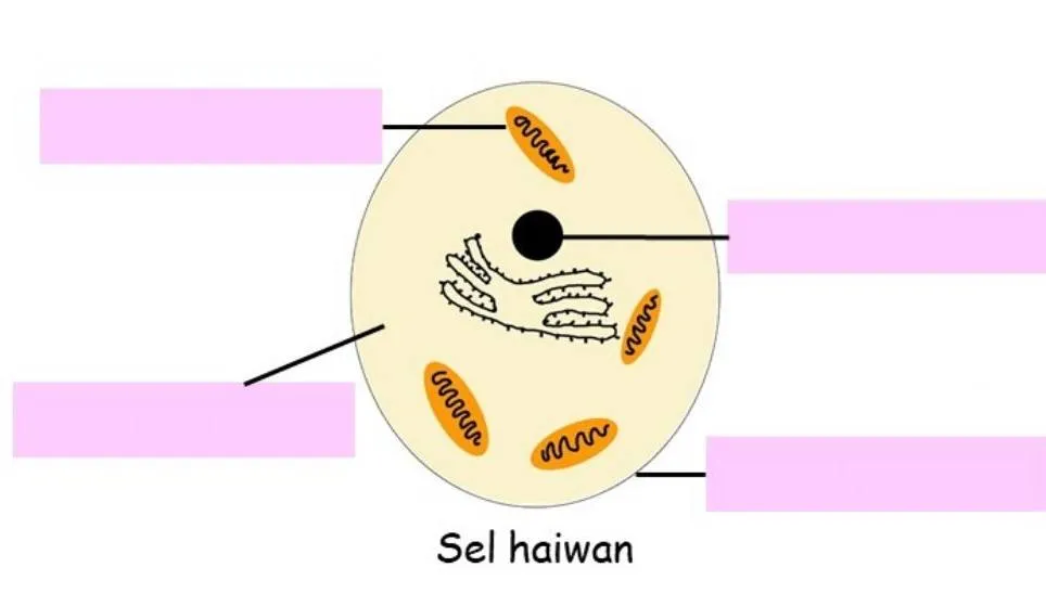 Bab 2 Sel Sebagai Unit Asas Hidupan