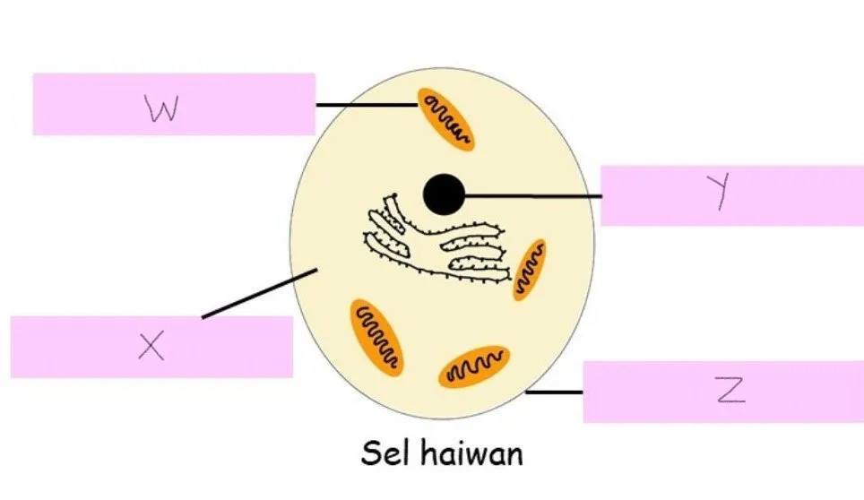 Bab 2 Sel Sebagai Unit Asas Hidupan