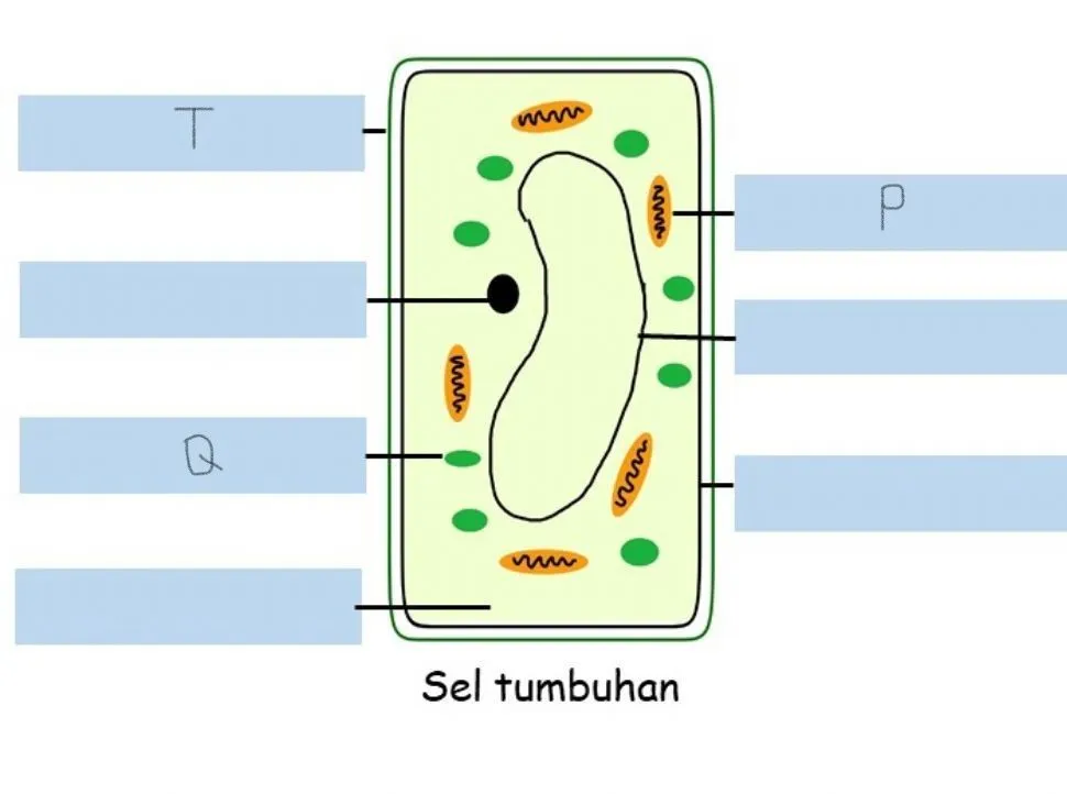 Bab 2 Sel Sebagai Unit Asas Hidupan