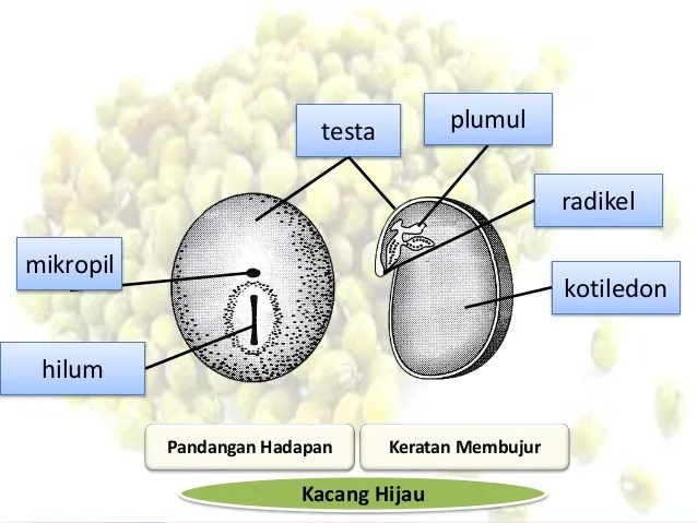 Bab 4 Pembiakan