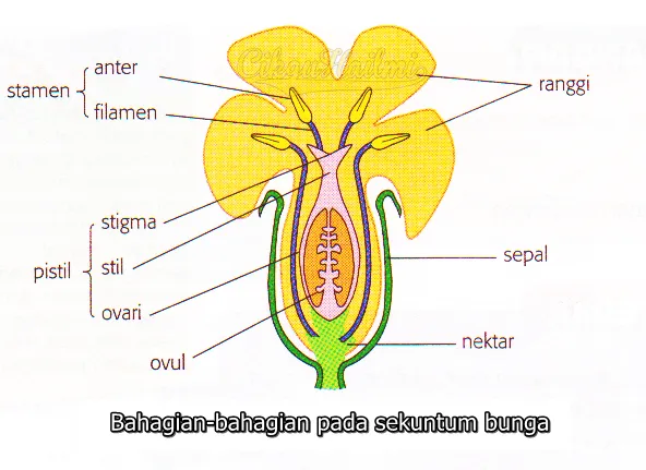 Bab 4 Pembiakan