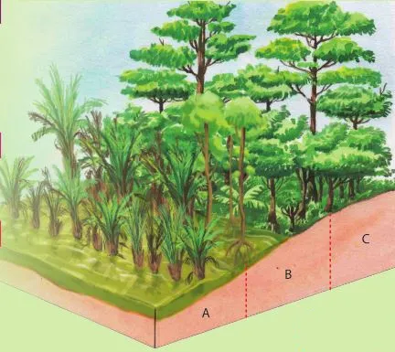  Bab 4: Tumbuhan-Tumbuhan Semula Jadi di Malaysia 