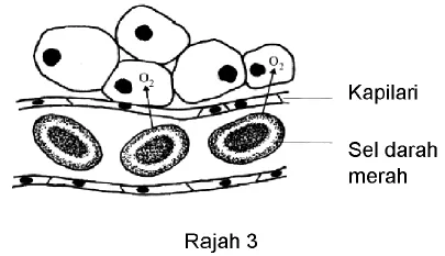 Bab 2 Respirasi