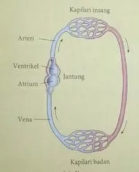  Bab 10: Pengangkutan Dalam Manusia Dan Haiwan 