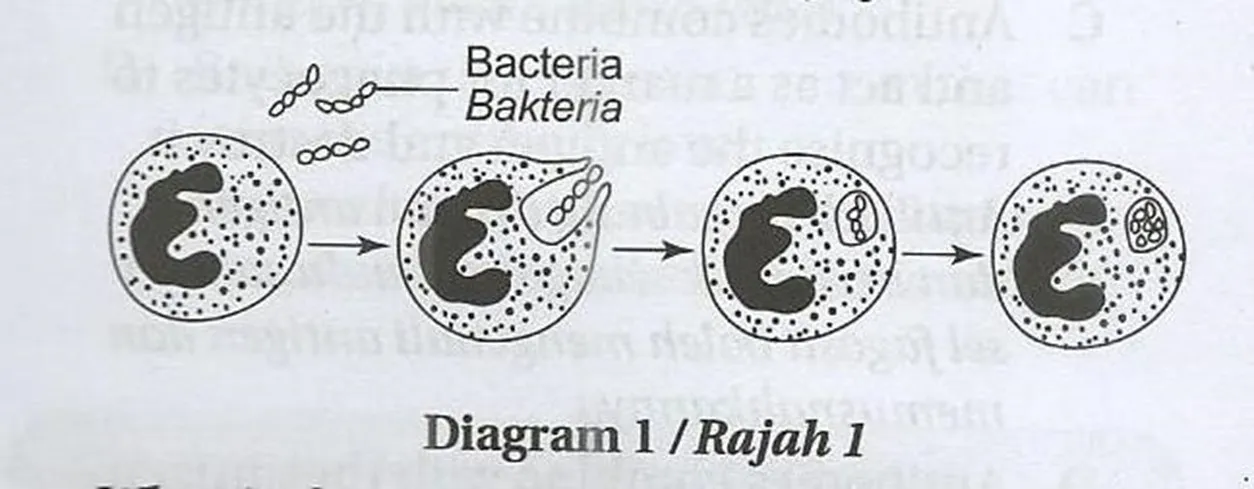  Bab 11: Keimunan Manusia 