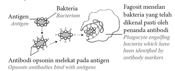  Bab 11: Keimunan Manusia 