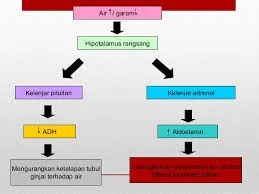  Bab 12: Koordinasi Dan Gerak Balas Dalam Manusia 