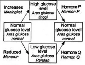  Bab 13: Homeostasis Dan Sistem Urinari Manusia