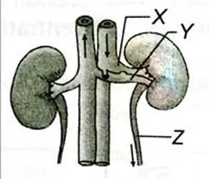  Bab 13: Homeostasis Dan Sistem Urinari Manusia