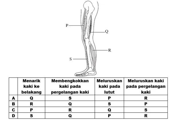  Bab 14: Sokongan Dan Pergerakan Dalam Manusia Dan Haiwan