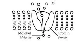 Bab 3 : Pergerakan Bahan Merentas Membran Plasma