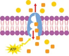 Bab 3 : Pergerakan Bahan Merentas Membran Plasma