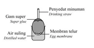 Bab 3 : Pergerakan Bahan Merentas Membran Plasma