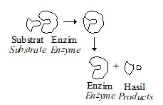  Bab 5: Metabolisme Dan Enzim 