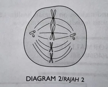  Bab 6: Pembahagian Sel 