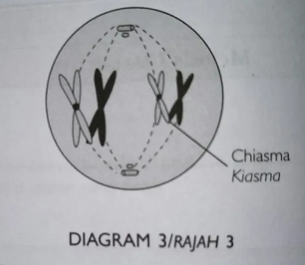  Bab 6: Pembahagian Sel 