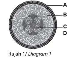 Bab 1 Organisasi Tisu Tumbuhan dan Pertumbuhan