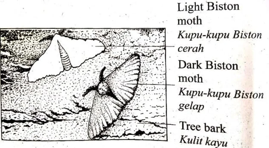  Bab 12: Variasi 