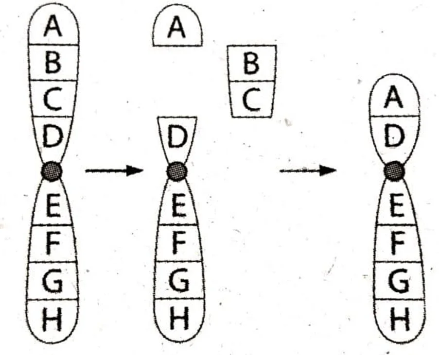  Bab 12: Variasi 