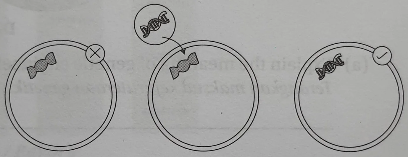  Bab 13: Teknologi Genetik 