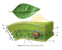  Bab 2: Struktur Dan Fungsi Daun 