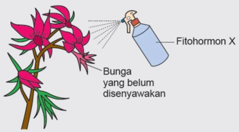 Bab 5: Gerak Balas Dalam Tumbuhan 