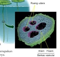  Bab 7: Penyesuaian Tumbuhan Pada Habitat 